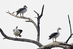 Images Dated 10th January 2009: Comb Duck - roosting in dead tree - Keoladeo Ghana National Park - Bharatpur - Rajasthan - India