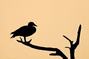 Comb Duck - silhouette of birds roosting in dead tree