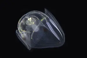 Transparent Prints: Comb Jelly - Blackwater night dive