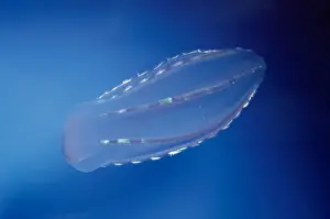 Transparent Prints: Comb Jelly - coast of San Diego - California - USA