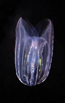 Images Dated 19th November 2008: Comb Jelly - marine plankton, North Atlantic