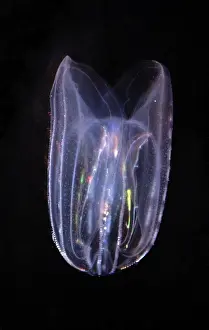 Transparent Prints: Comb Jelly - marine plankton, North Atlantic