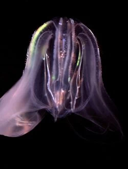 Images Dated 19th November 2008: Comb Jelly - marine plankton, North Atlantic