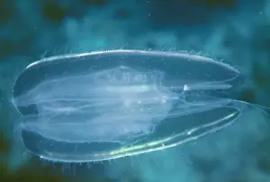 Transparent Prints: Comb Jellyfish VT 2813 Phylum tenophora © Valerie Taylor ARDEA LONDON