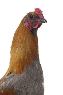 Combattant de Liege Chicken Cockerel / Rooster