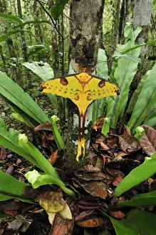 Comet Moth - Andasibe-Mantadia National Park - Eastern-central Madagascar