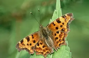 Comma Butterfly