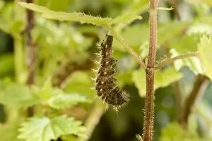 Comma Butterfly caterpillar attached to nettle stem in preparation for pupation
