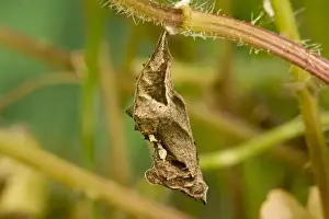 Chrysalis Prints: Comma Butterfly chrysalis. UK