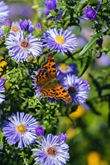 Comma Butterfly - feeding on autumn Aster flowers