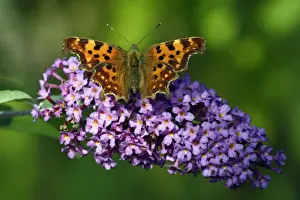 Buddleia Prints: Comma Butterfly - feeding on Buddleia blossom in garden, Lower Saxony, Germany