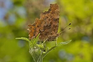 Album Gallery: Comma Butterfly female hutchinsoni form Devon, UK
