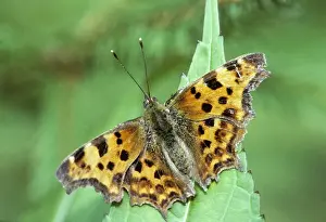 Comma Butterfly - on flower in garden