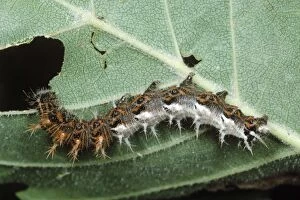 Comma Butterfly - larvae / Caterpillar eating leaf