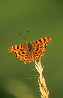 Comma Prints: Comma Butterfly - Lincolnshire