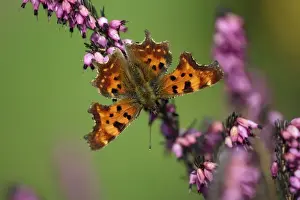 Comma Prints: Comma - feeding on ornamental heather in garden, Lower Saxony, Germany