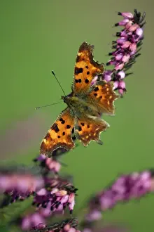 Comma - feeding on ornamental heather in garden, Lower Saxony, Germany