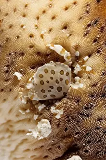 Co Operation Prints: A commensal harlequin crab (Lissocarcinus orbicularis) living on a sea cucumber (Holothuroidea)