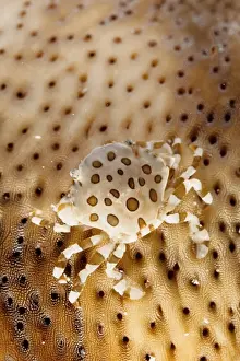 A commensal harlequin crab (Lissocarcinus orbicularis) living on a sea cucumber (Holothuroidea). Similan Islands, Andaman Sea, Thailand
