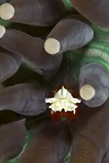 Shrimps Prints: Commensal Shrimp on Heliofungia - Indonesia
