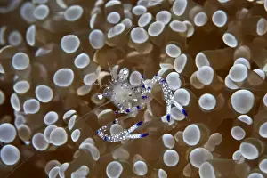Shrimps Prints: Commensal Shrimp - Indonesia