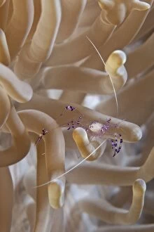 Images Dated 21st June 2007: Commensal Shrimp - Malaysia