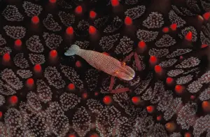 Starfishes Prints: This commensal shrimp (Periclimenes imperator) leads its entire adult life on a sea star