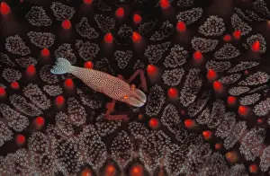 This commensal shrimp (Periclimenes imperator) leads its entire adult life on a sea star. Great Barrier Reef Marine Park, Queensland, Australia (aquarium shot)