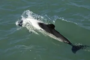 Commersons Prints: Commerson's dolphin Coast of Patagonia, Argentina