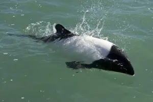 Commerson's dolphin Coast of Patagonia, Argentina