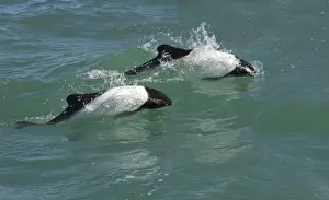 Commersons Prints: Commerson's dolphin Coast of Patagonia, Argentina