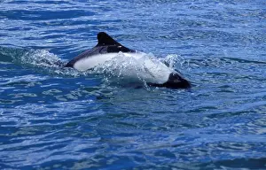 Falkland Prints: Commerson's Dolphin FG 12439 Near Puerto Deseado