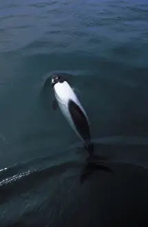Dolphins Prints: Commerson's Dolphin FG 12442 Near Puerto Deseado