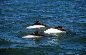 Commerson's Dolphin Puerto Deseado, Argentina