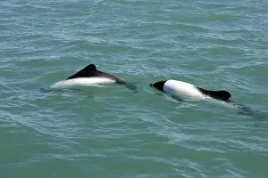 Commersons Prints: Commerson's Dolphins Coast of Patagonia, Argentina