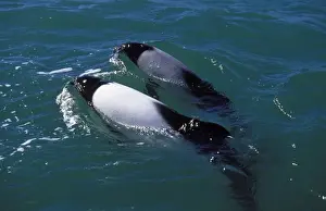 Commerson's Dolphins FG 12440 Adult coloration is black and white, the grey-colored individual looks like a young, but in fact is an adult resident of the area which never fully developed the white color. Near Puerto