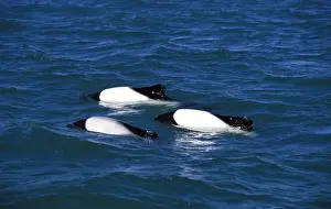 Dolphins Prints: Commerson's Dolphins FG 12441 Three together swimming in the ria of Rio Deseado