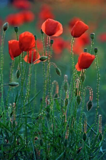 Commn Poppy - flowering on arable land