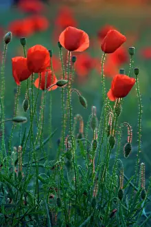 Backlit Prints: Commn Poppy- flowering on arable land, Lower Saxony, Germany