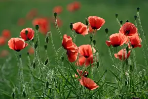 Backlit Prints: Commn Poppy- flowering on arable land, Lower Saxony, Germany
