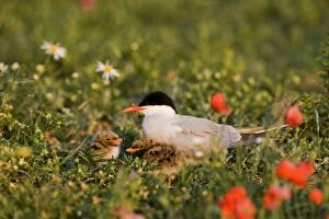 Images Dated 4th July 2006: Commom Tern - Brooding chicks in poppies