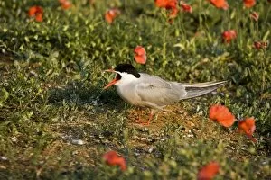Commom Tern - Calling amoung poppies on nesting ground