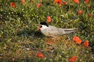 Commom Tern - Calling amoung poppies on nesting ground - July - Norfolk UK