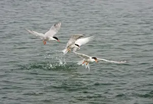 Commom Tern - Diving for whitebait - Norfolk UK