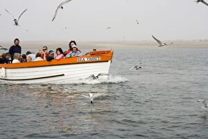 Images Dated 25th July 2006: Commom Tern - Holidaymakers looking at Terns fishing