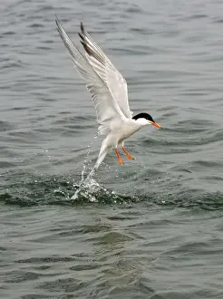 Commom Tern - Leaving water after diving - Norfolk UK