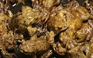 Commom Toad SPH 1661 Orgy - UK Bufo Bufo © Steve Hopkin / ARDEA LONDON
