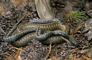 Images Dated 22nd December 2005: Common Adders, adults; pre-copulation breeding behaviour; rabbish-heap on river Ugutka bank