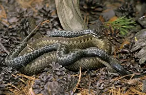 Common Adders, adults; pre-copulation breeding behaviour; rabbish-heap on river Ugutka bank, a tributary of river Bolshoi Ugan, near Ugut settlement; Uganskii Nat. reserve, Siberia, Russia; spring (June)