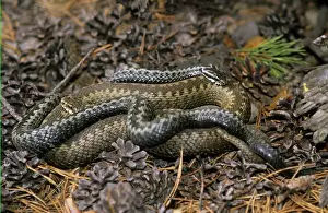 Russian Prints: Common adders, adults; pre-copulation breeding behaviour; river Ugutka bank